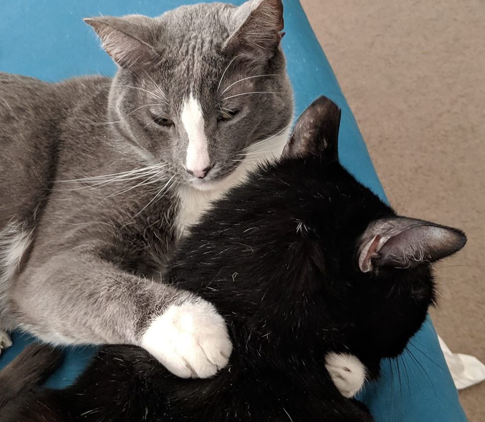 Readers pet photos